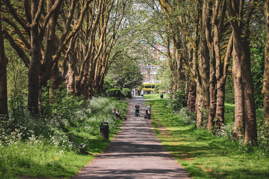 A wide, straight pathway in a park during daytime, bordered by tall, mature trees with thick, winding trunks and green foliage forming a canopy overhead. The path is made of concrete and is lined with small white wildflowers and patches of grass on both sides. Several people are visible along the path, some pushing strollers and others walking or sitting on benches, with a few seated on the grass nearby. In the background, there are additional trees, benches, and park features, with sunlight filtering through the leaves, casting dappled shadows on the ground. The scene depicts a peaceful, well-maintained outdoor space suitable for leisure activities and community gatherings, consistent with a typical urban park setting near Golders Hill Park, supporting home relocations that involve packing, moving, and transporting household items to or from such a location, as part of the moving services offered by Man with Van Childs Hill.
